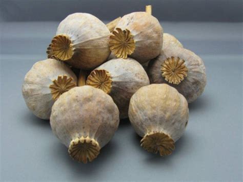 It is the part of the plant most commonly used in medicine and cooking. . Dried poppy pods
